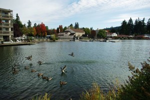 view of Lake Oswego with ducks